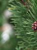 การตกแต่งต้นคริสต์มาสสำหรับปีใหม่: เมื่อไหร่ที่ควรวางและวางลง เมื่อไหร่จะดีกว่าที่จะทิ้งต้นไม้หลังวันหยุดปีใหม่?