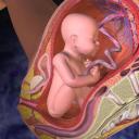 Tvorba a štruktúra placenty Zdrojom vývoja je placenta