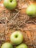Sebze ve meyvelerin mevsimsel takvimi: ne zaman ve ne alınır
