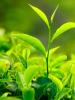Tırnak mantarı için çay ağacı yağı: Etkili bir yöntem mi?