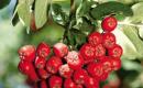 Rețete de fructe de rowan pentru întinerire, nutriție și piele sănătoasă