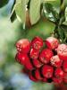 Rönnbärsrecept för föryngring, näring och frisk hud