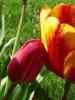 Tulipán: leyendas, creencias, cuentos para niños y la historia de la flor!