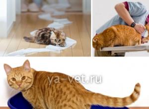 จะทำอย่างไรถ้าแมวของคุณปัสสาวะบ่อย: สาเหตุและการรักษา
